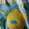 Cămășă cu imprimeu cu lămâi din Amalfi Cămășă cu imprimeu cu lămâi din Amalfi